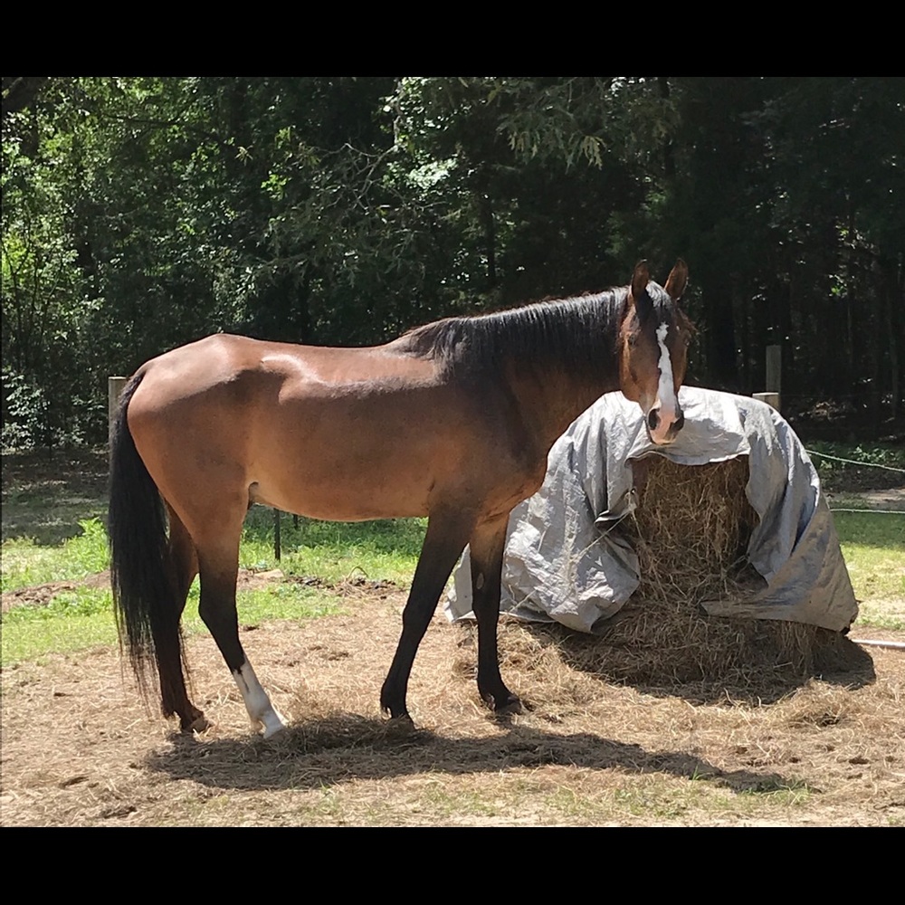 HOWDY ! “Cowgirl  Up” Ready for OFFERS 😊🛍